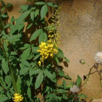 Crotalaria trichotoma Bojer